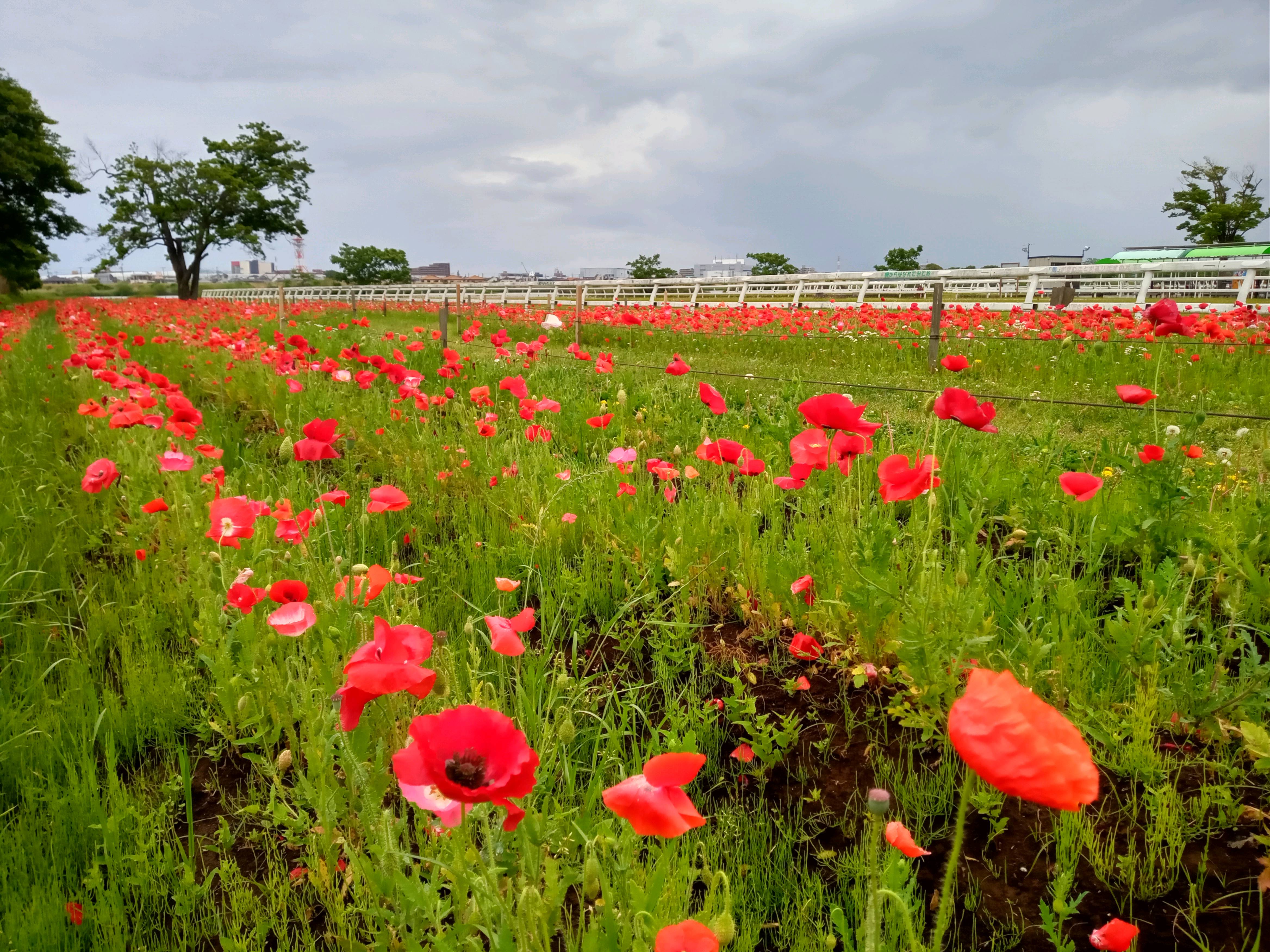 令和５年ポニーランド篠崎に咲くポピーの花６