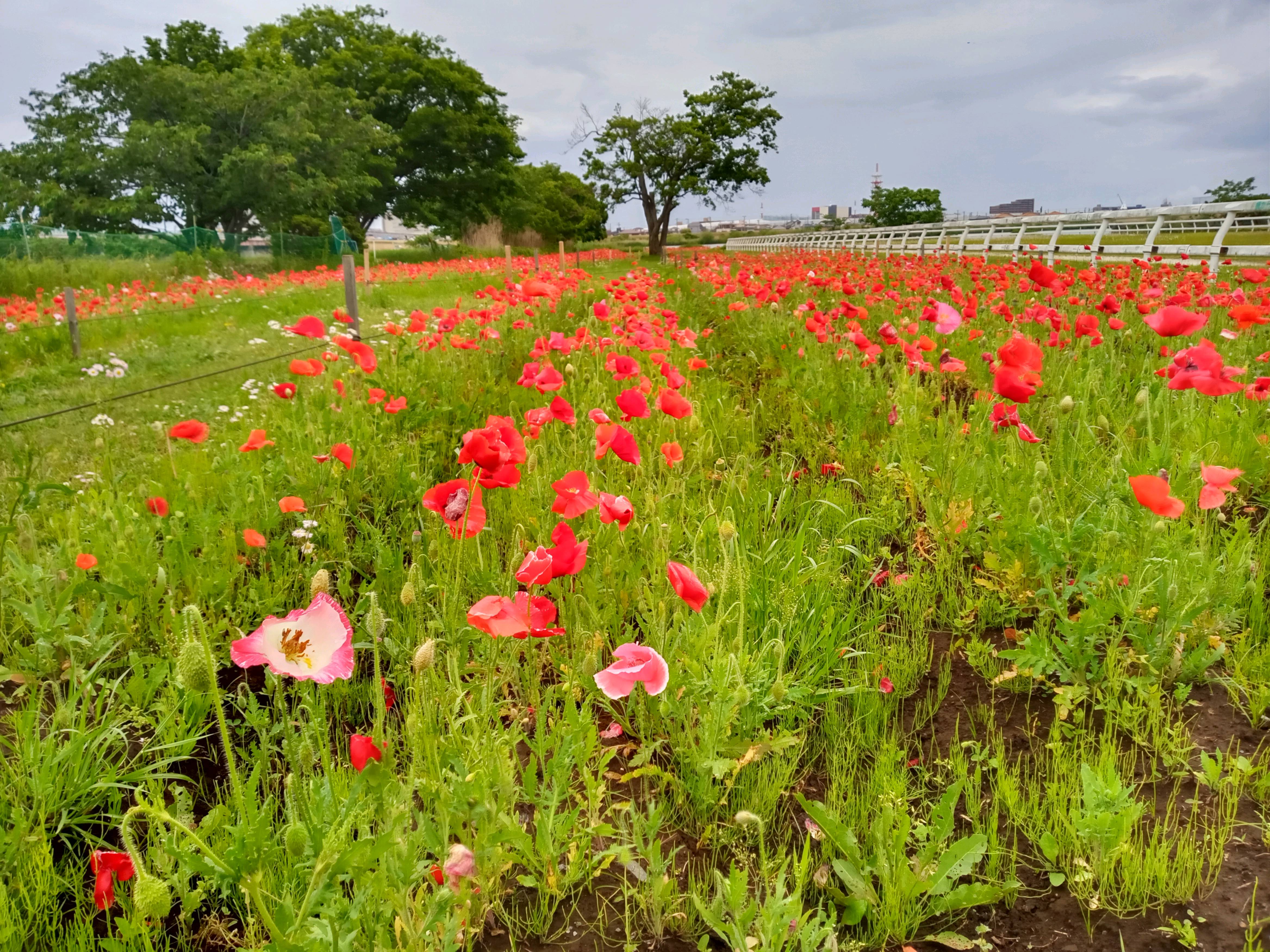 令和５年篠崎ポニーランドに咲くポピーの花３