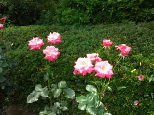 プリンセスチチブの咲くバラ園
