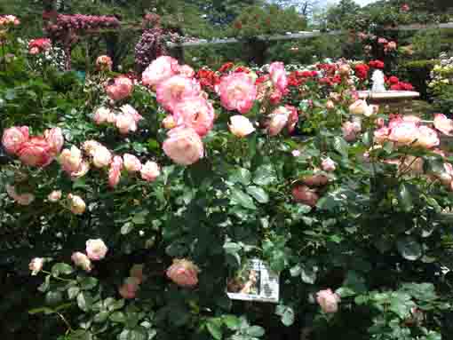 プリンセス・ド・モナコの咲くバラ園