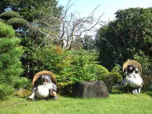 曽谷山禮林寺の信楽焼の狸