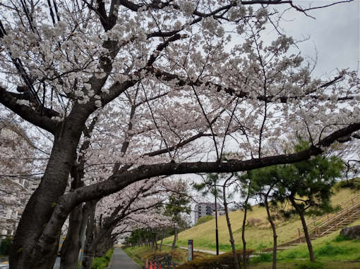 令和６年総合レクリエーション公園のソメイヨシノ