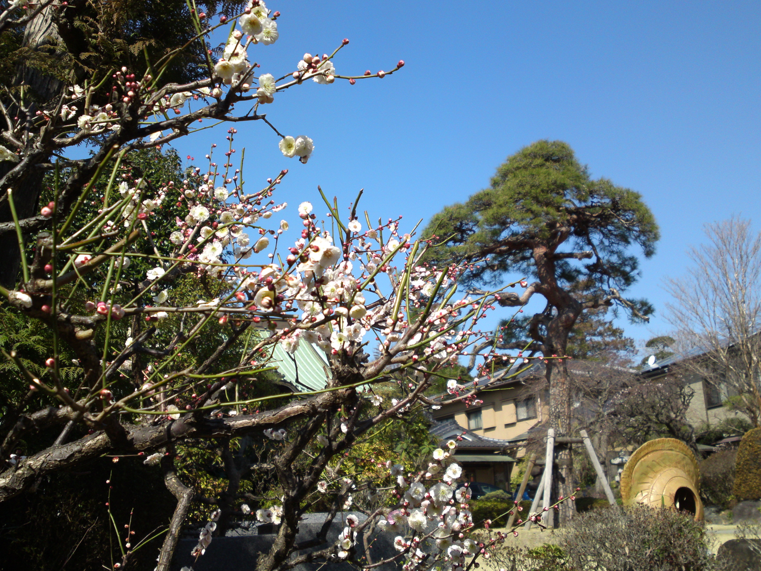 2019年曽谷山禮林寺に咲く梅の花２