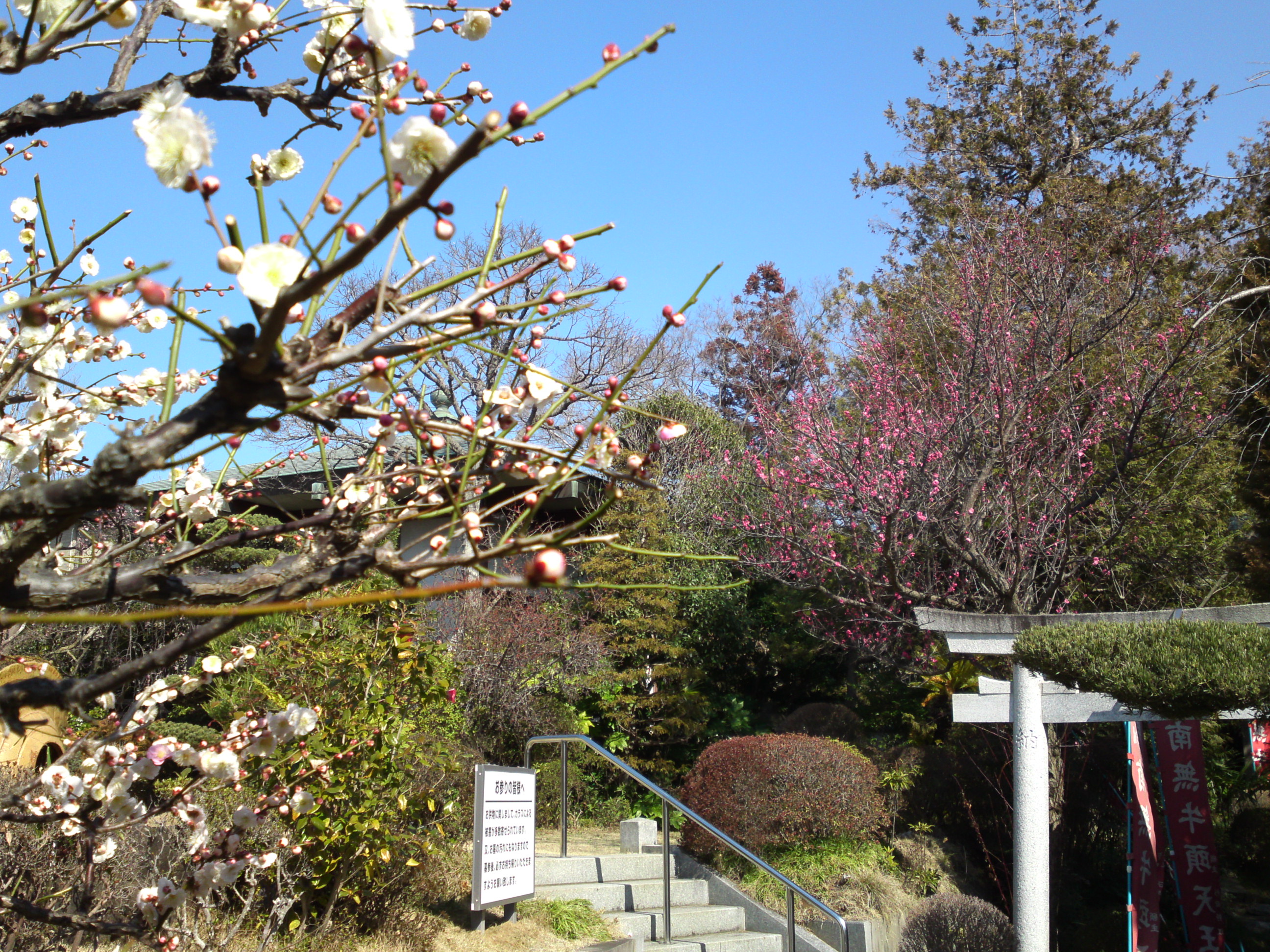 2019年曽谷山禮林寺に咲く梅の花３