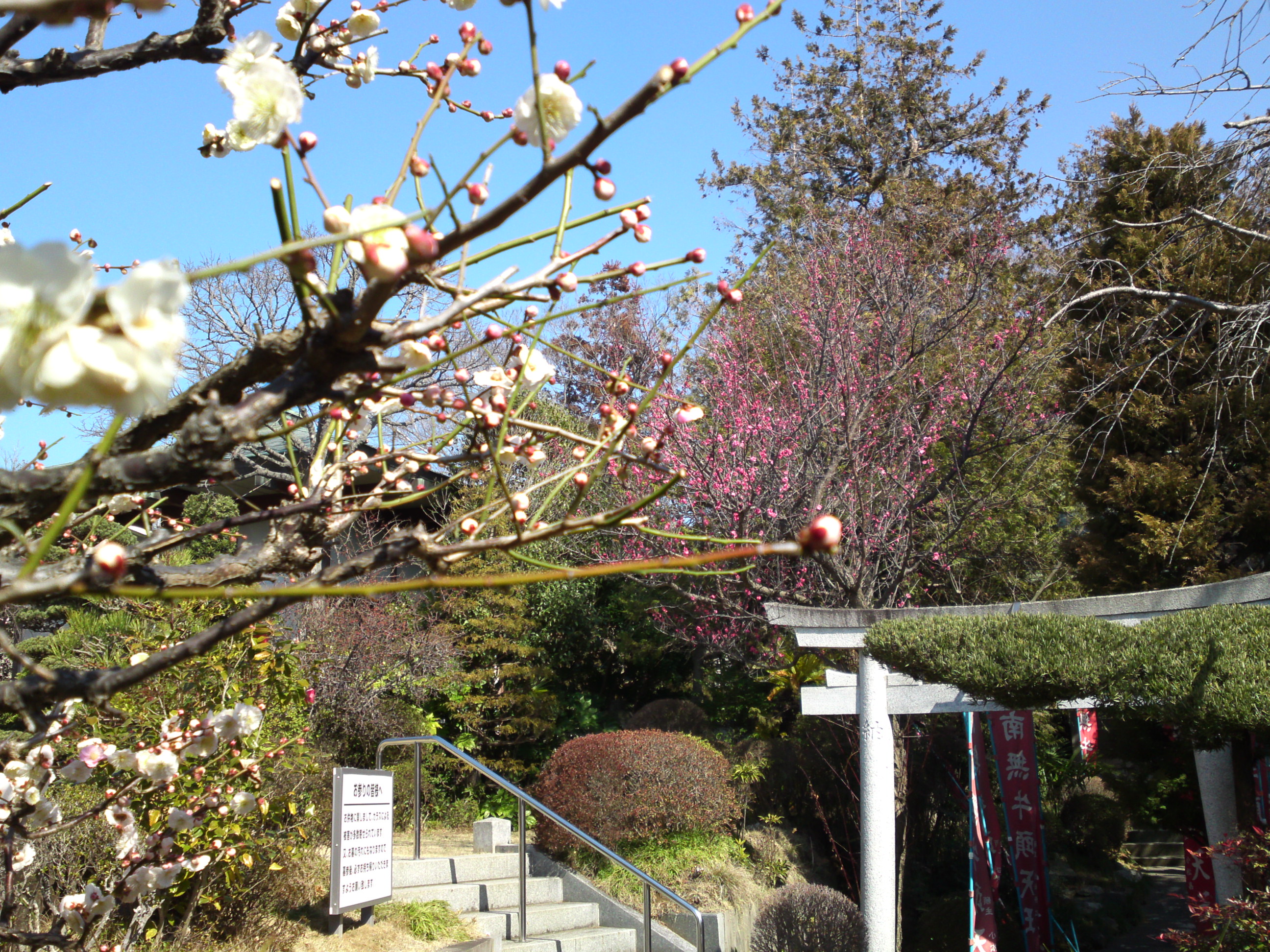 2019年曽谷山禮林寺に咲く梅の花４