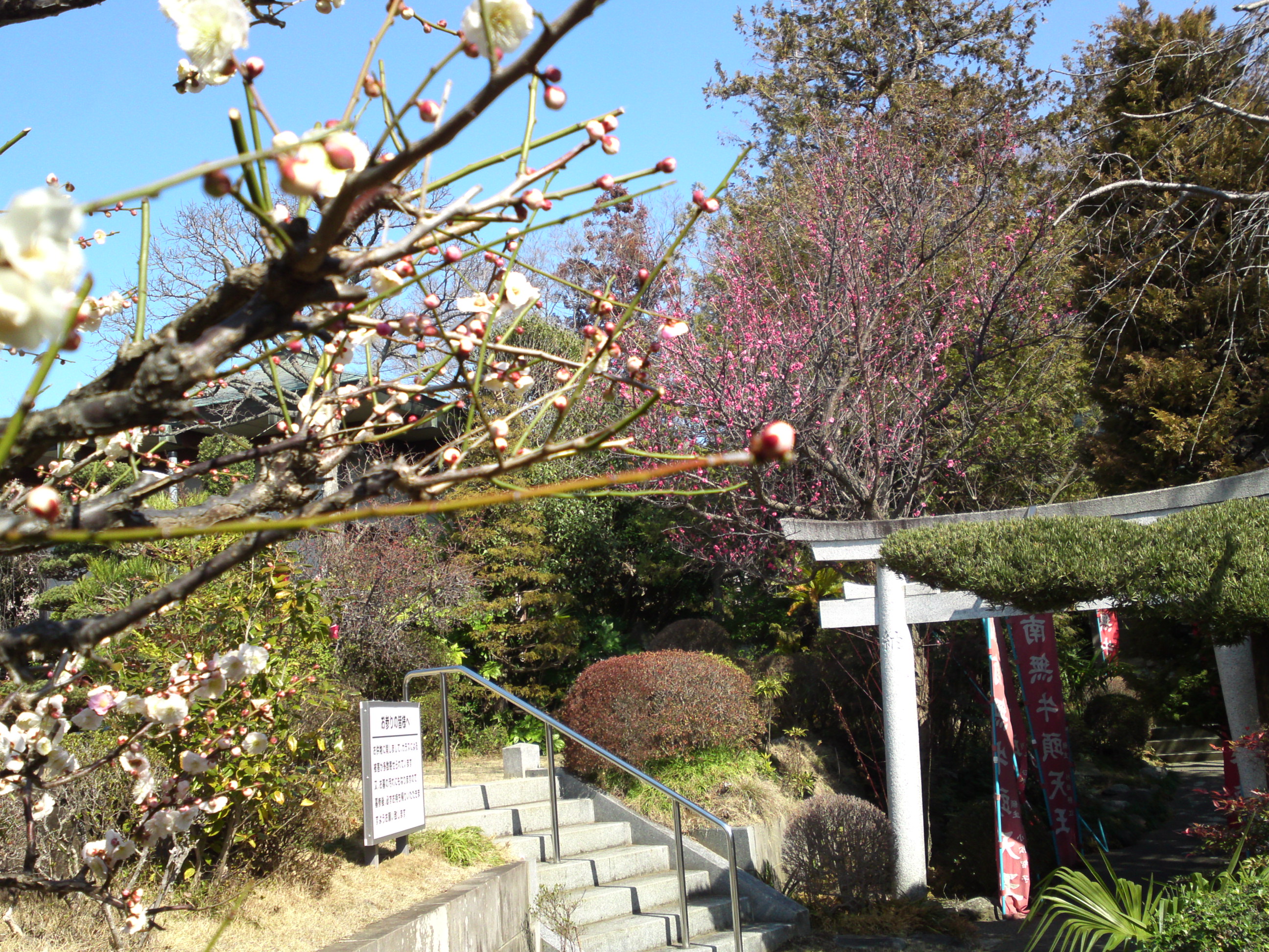 2019年曽谷山禮林寺に咲く梅の花５