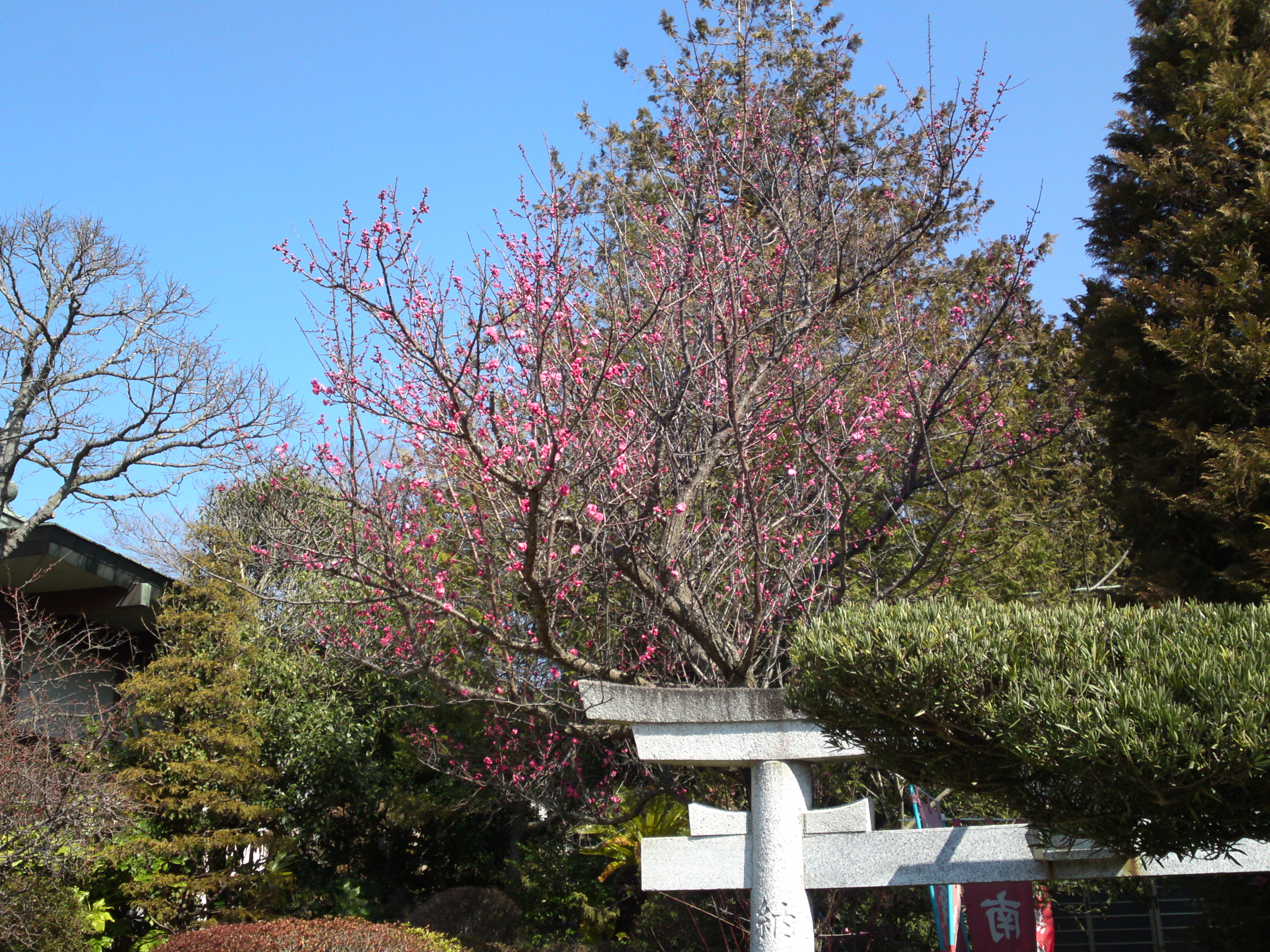 2019年曽谷山禮林寺に咲く梅の花７