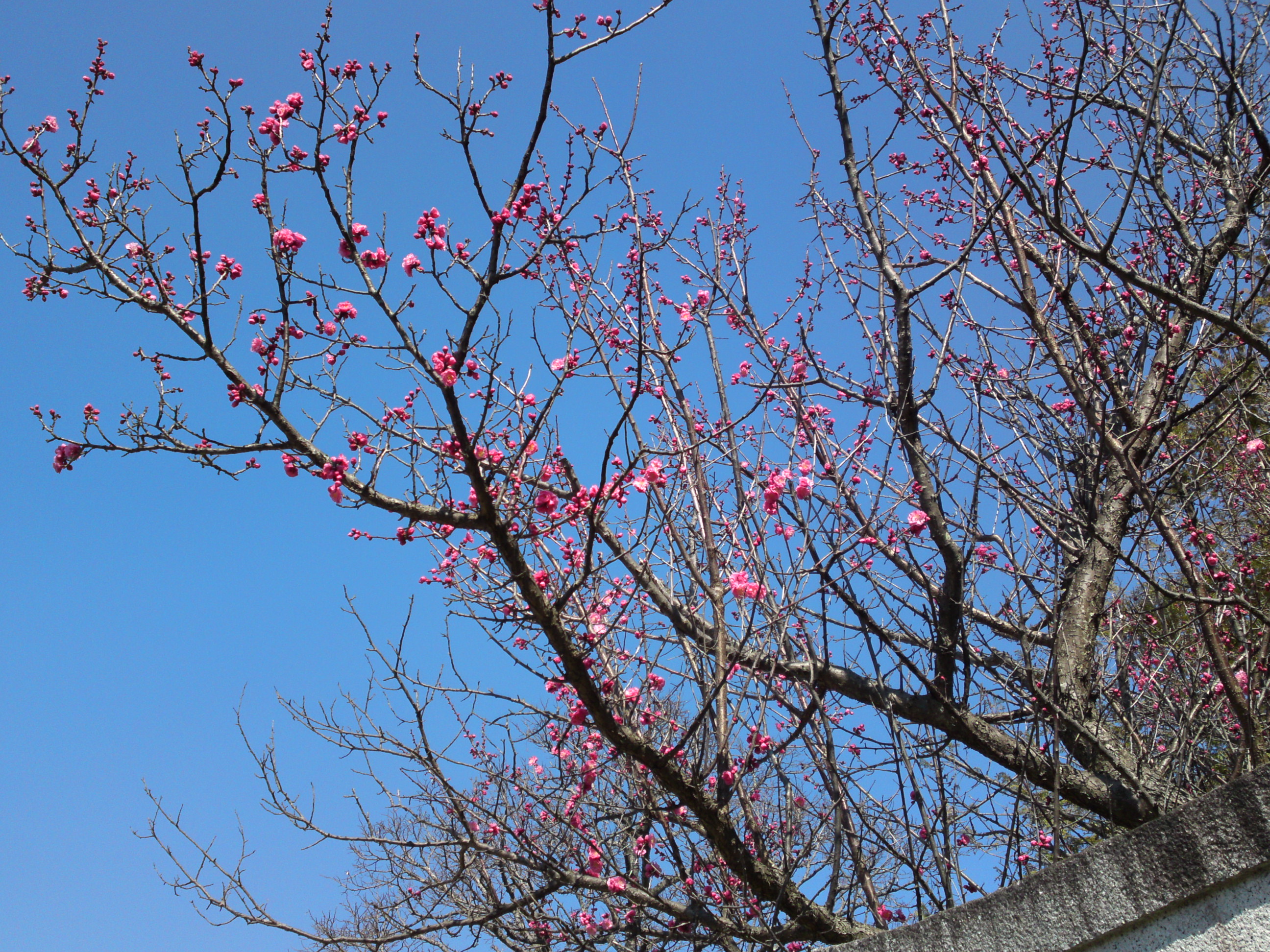 2019年曽谷山禮林寺に咲く梅の花８