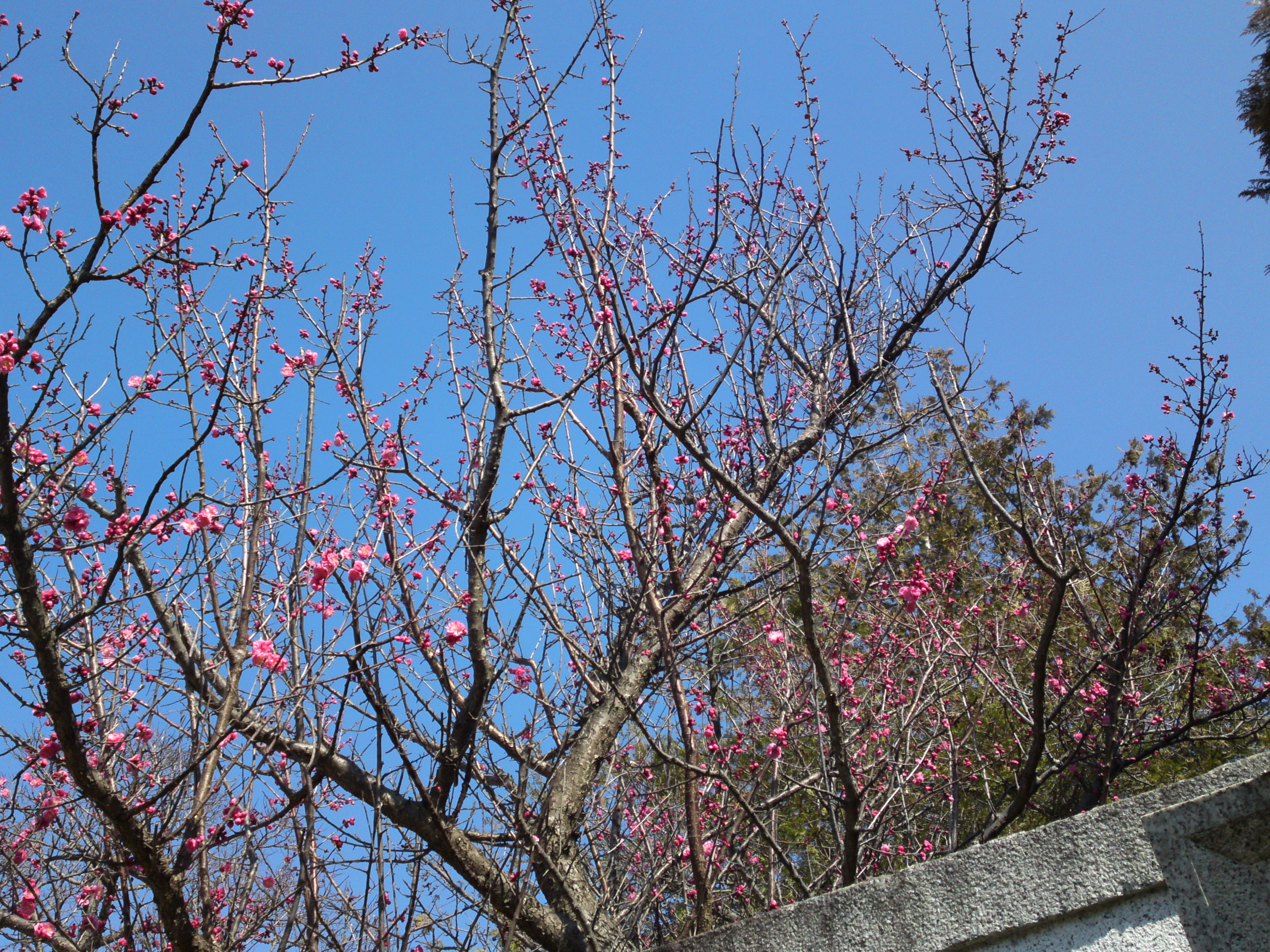 2019年曽谷山禮林寺に咲く梅の花９
