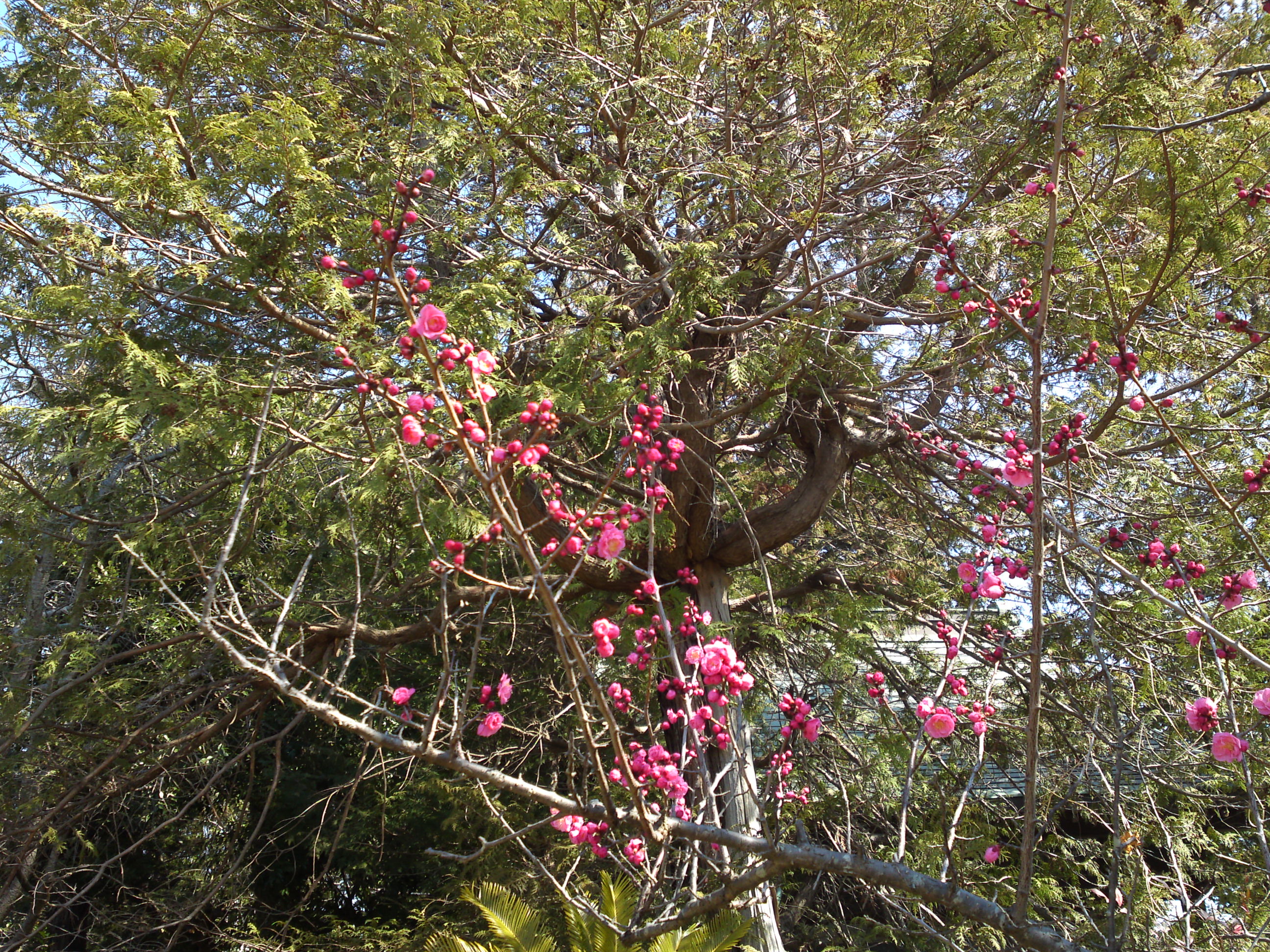 2019年曽谷山禮林寺に咲く梅の花１０