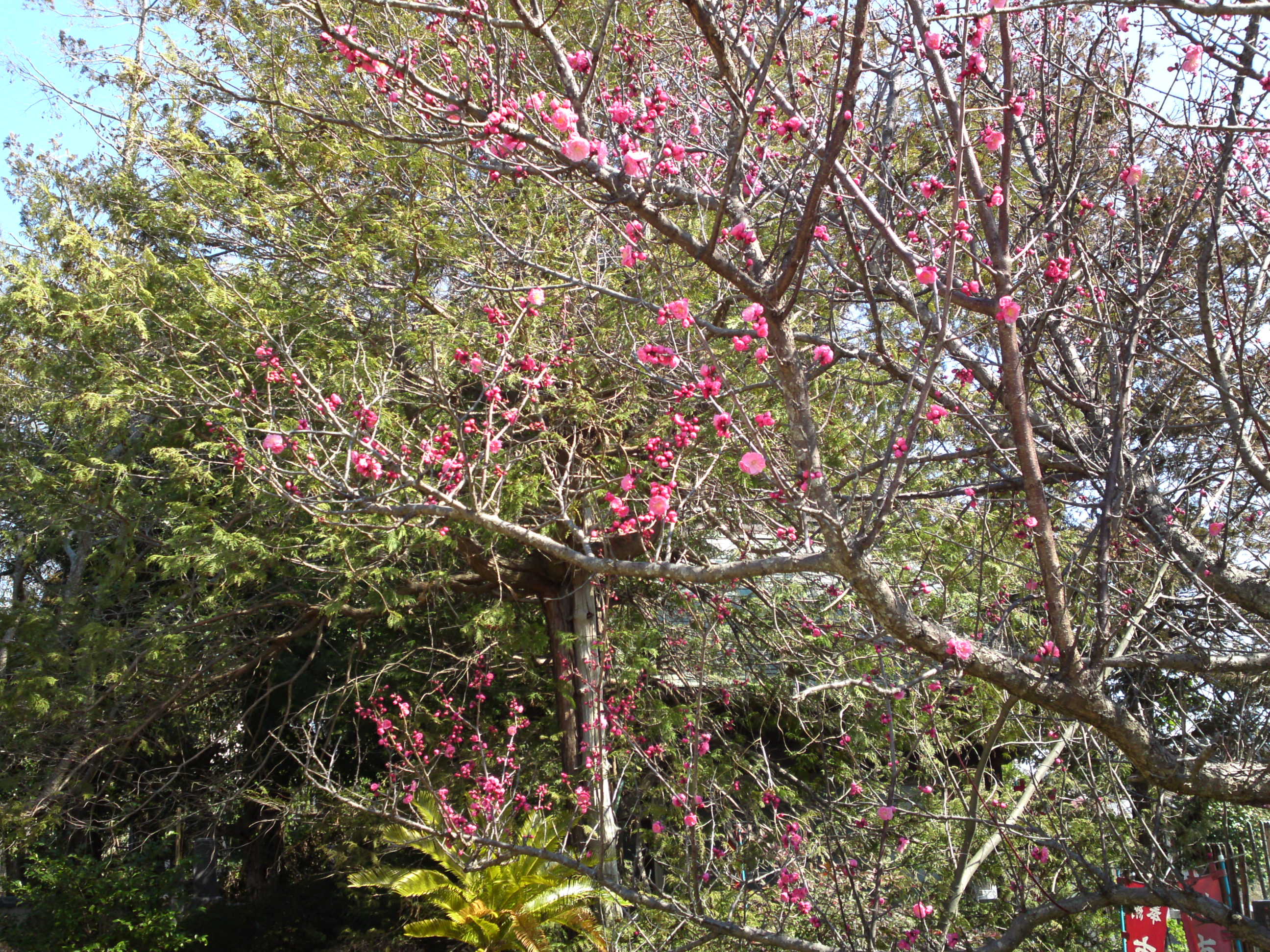 2019年曽谷山禮林寺に咲く梅の花１１