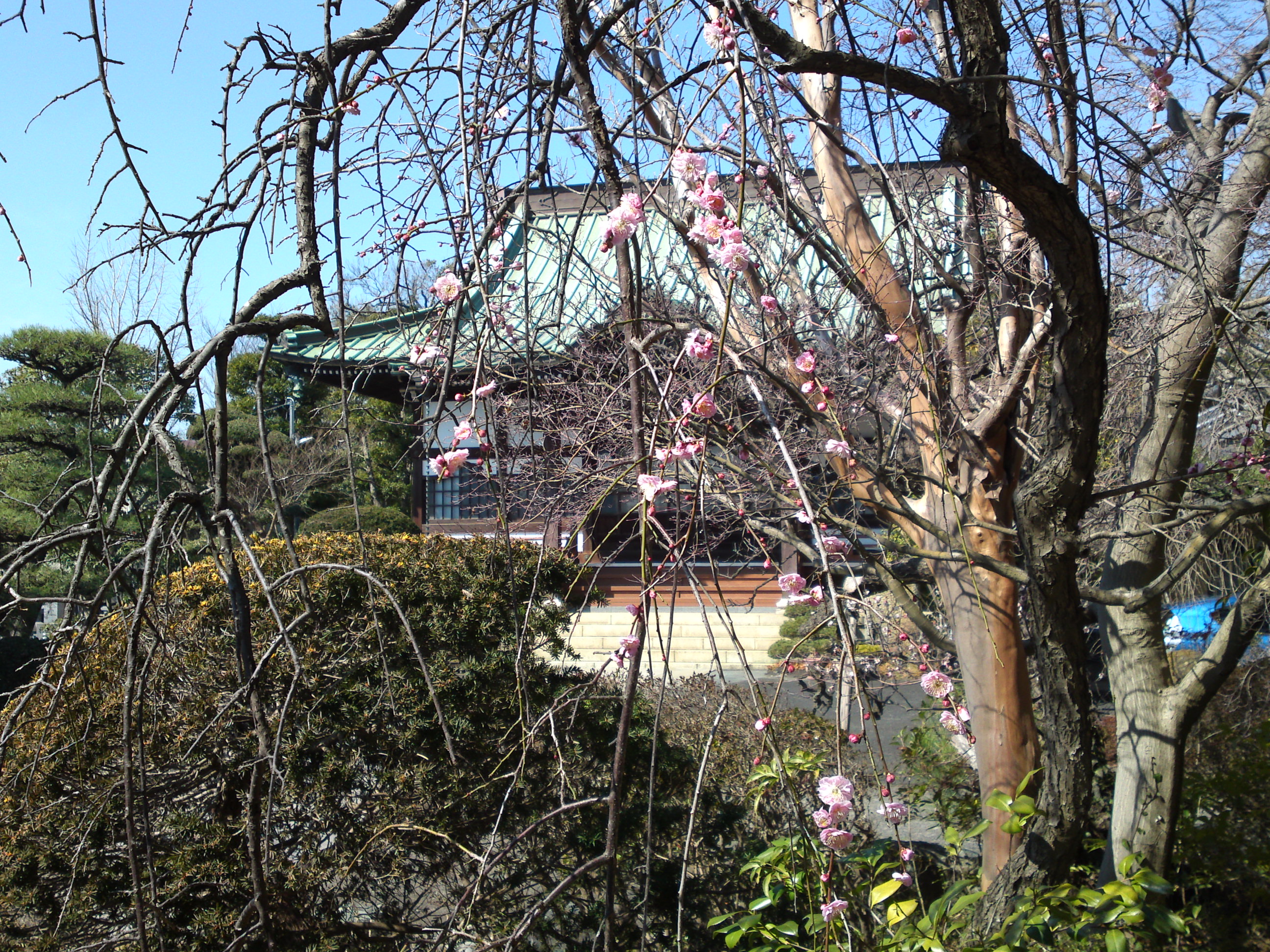 2019年曽谷山禮林寺に咲く梅の花１２