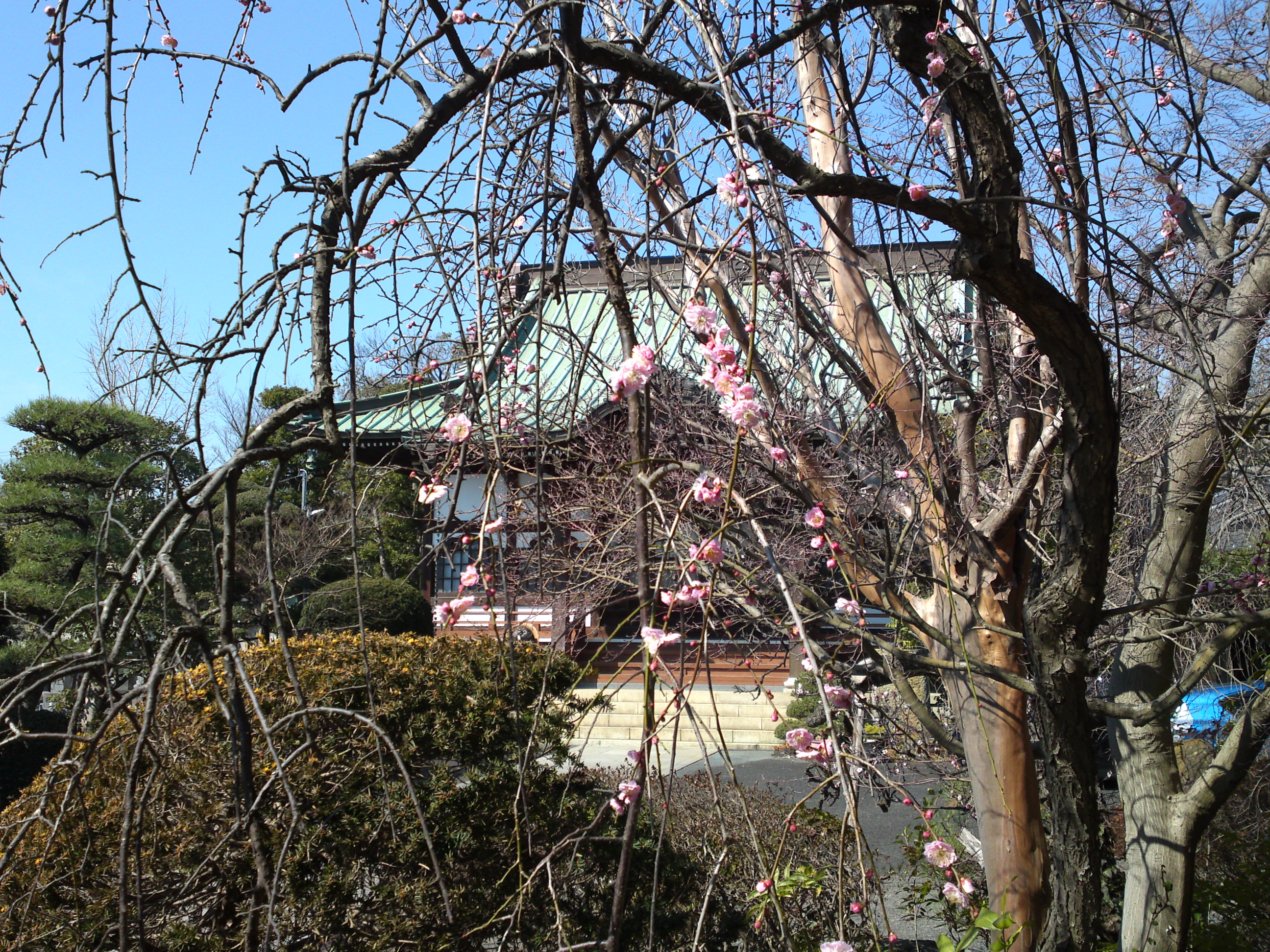2019年曽谷山禮林寺に咲く梅の花１３