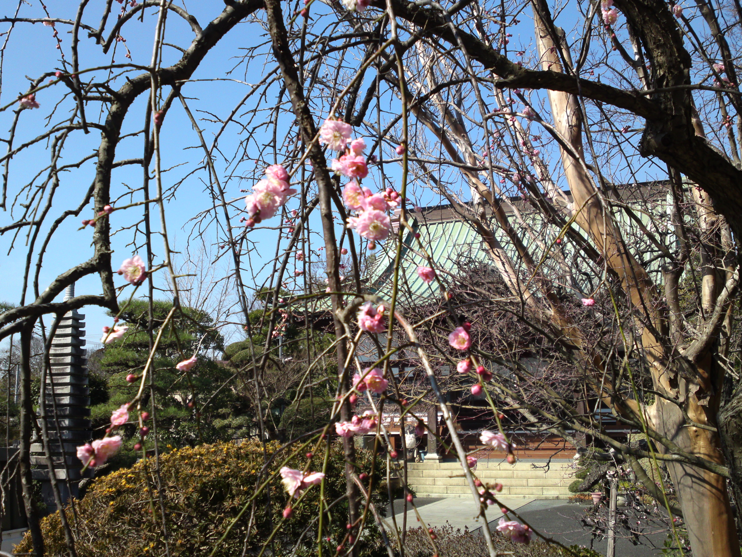 2019年曽谷山禮林寺に咲く梅の花１４