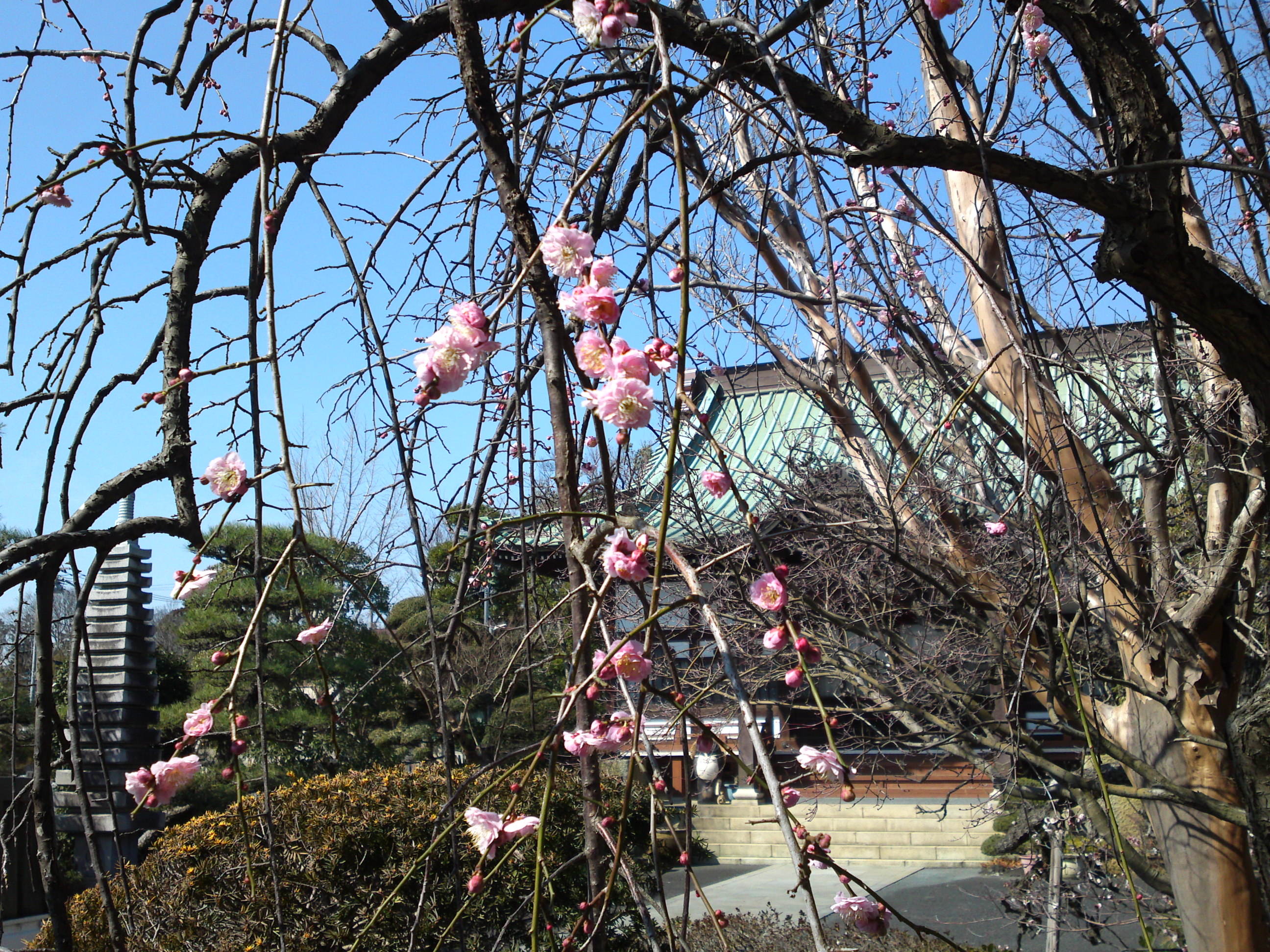 2019年曽谷山禮林寺に咲く梅の花１５