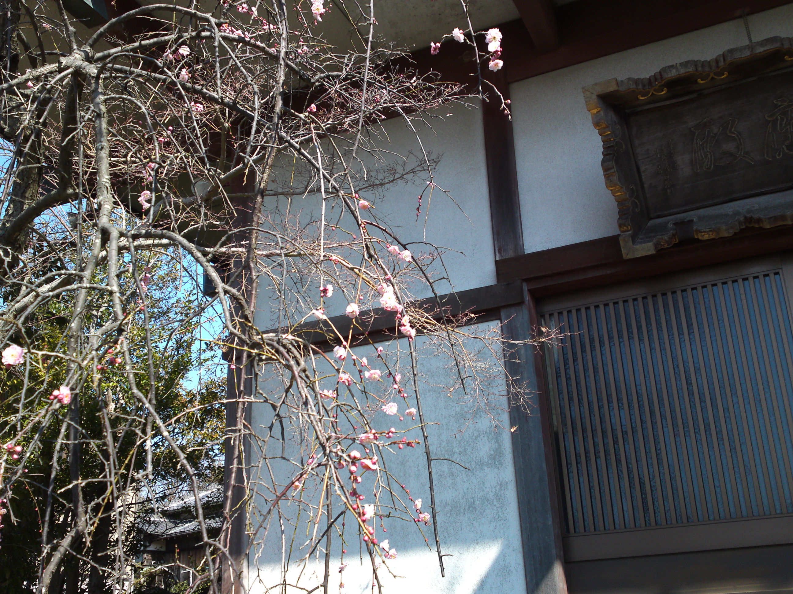 2019年曽谷山禮林寺に咲く梅の花１６
