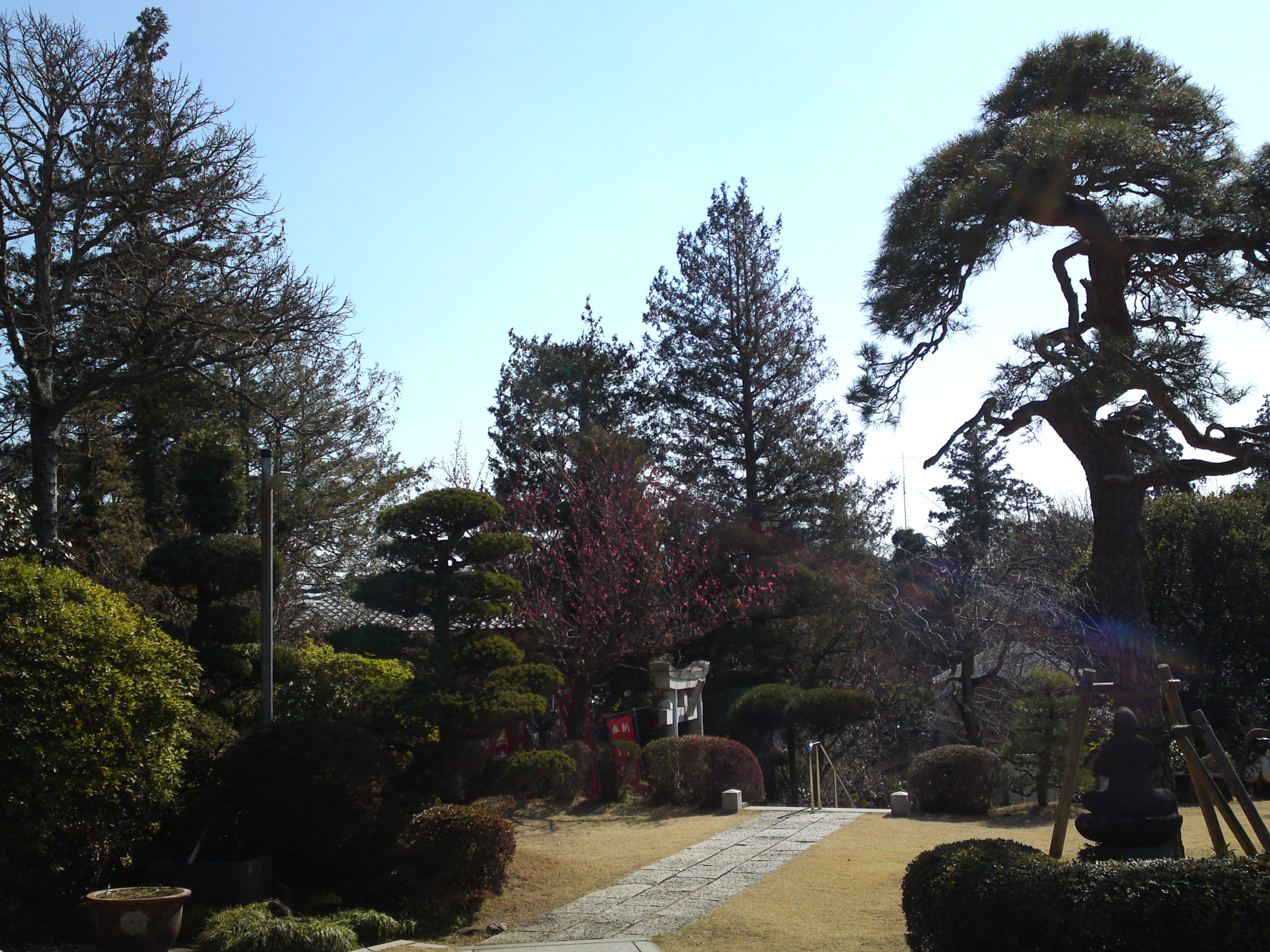 2019年曽谷山禮林寺に咲く梅の花１７