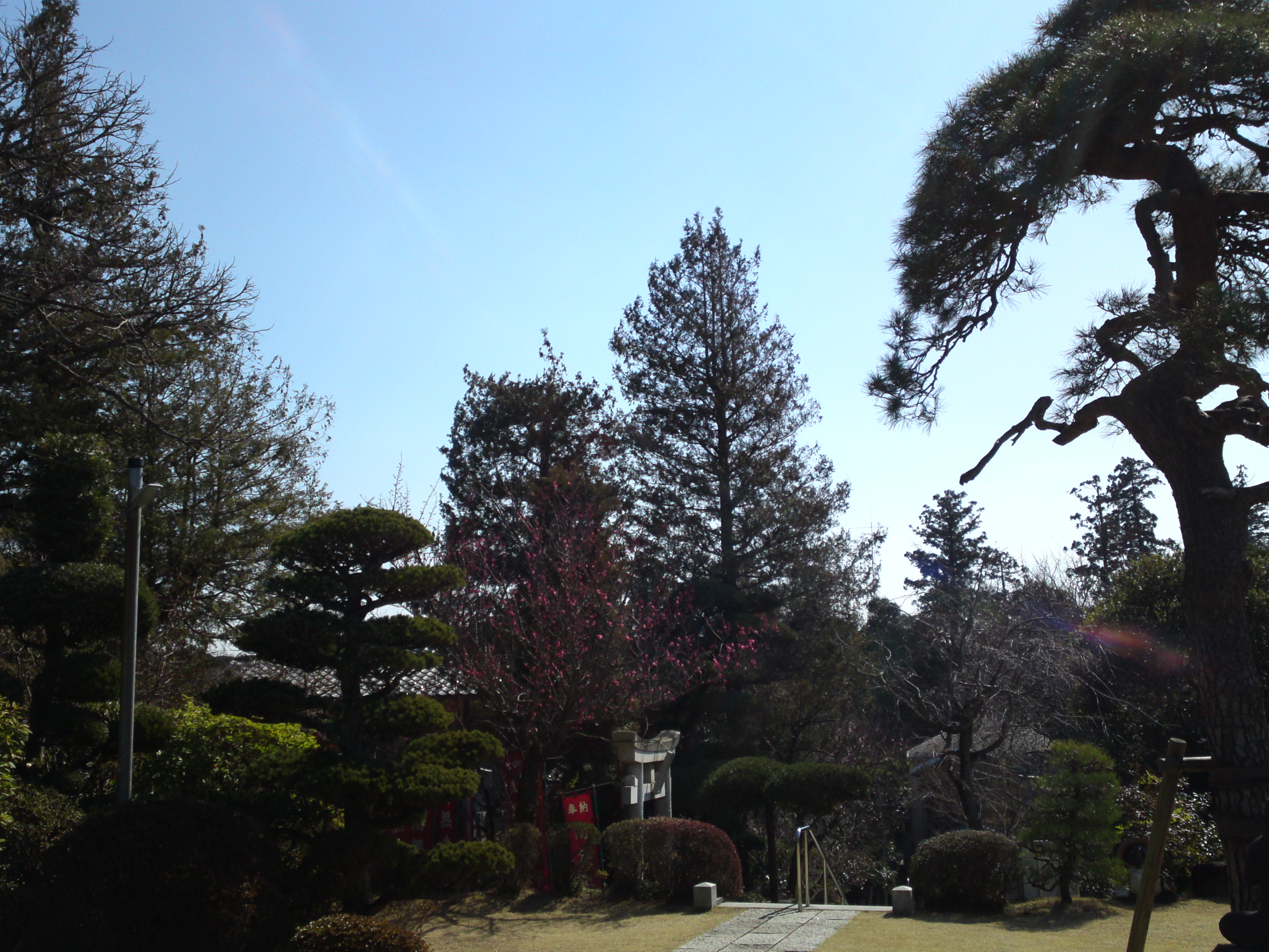2019年曽谷山禮林寺に咲く梅の花１８