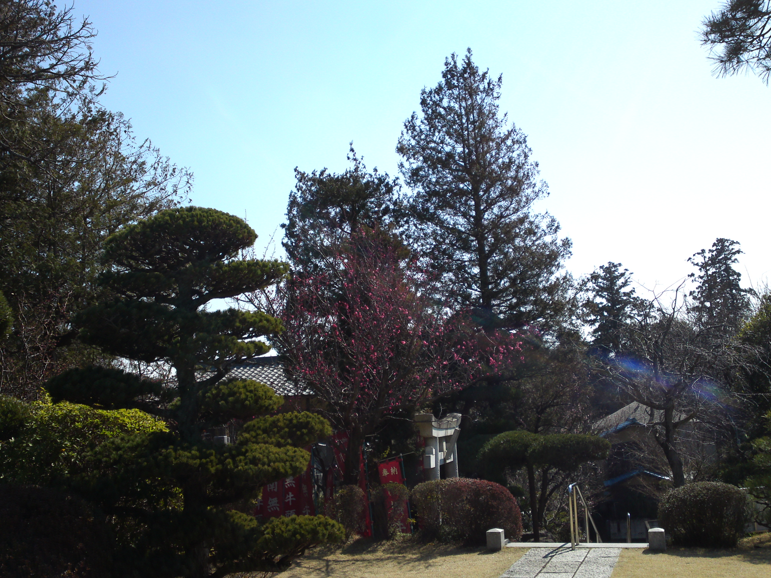 2019年曽谷山禮林寺に咲く梅の花１９