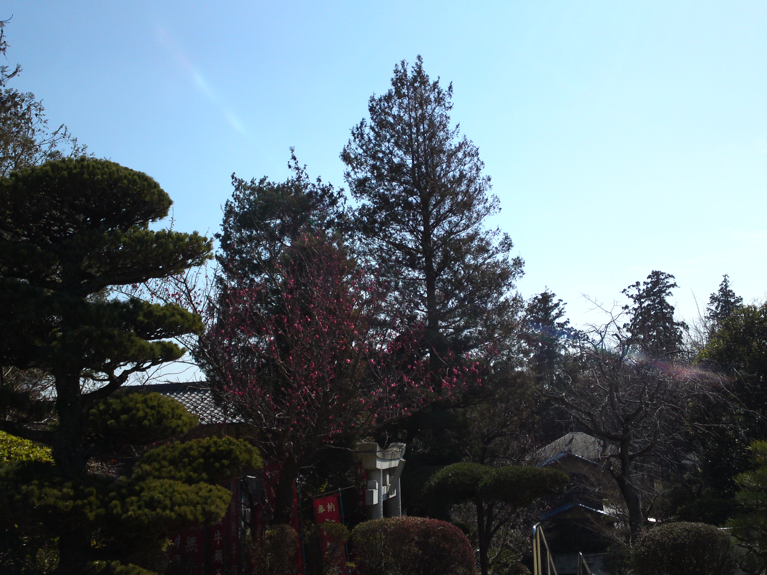 2019年曽谷山禮林寺に咲く梅の花２０