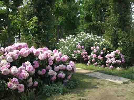 大洲防災公園のバラ園