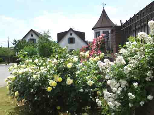 the rose garden in Higashiyama Kaii Hall