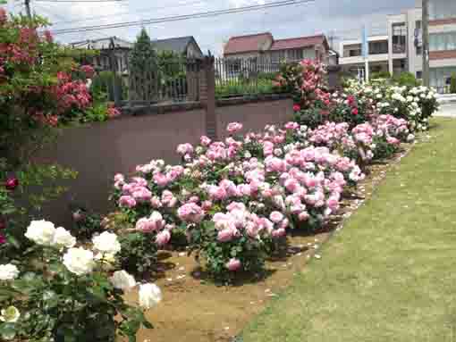 many roses blooming Kaii's garden