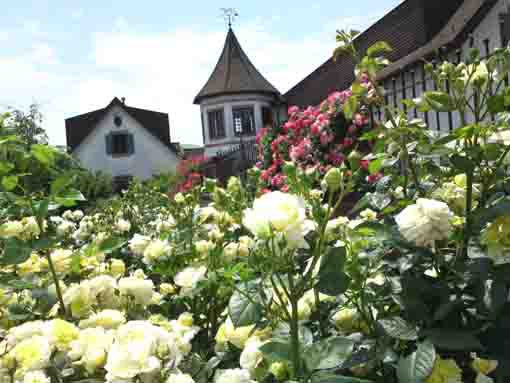 yellow roses blooming Kaii's Hall