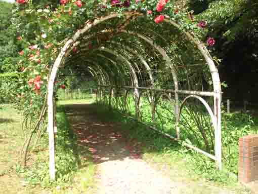 赤いバラの花びらの散るトンネル