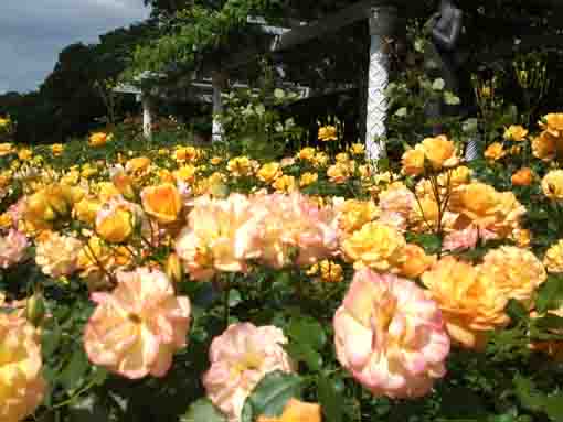 大町自然観察園のオレンジのバラ