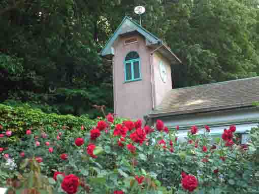 大町自然観察園の時計台とバラ