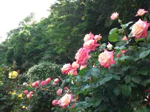 大町自然観察園のピンクのバラ