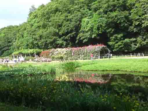 roses and yellow irises beside the pond