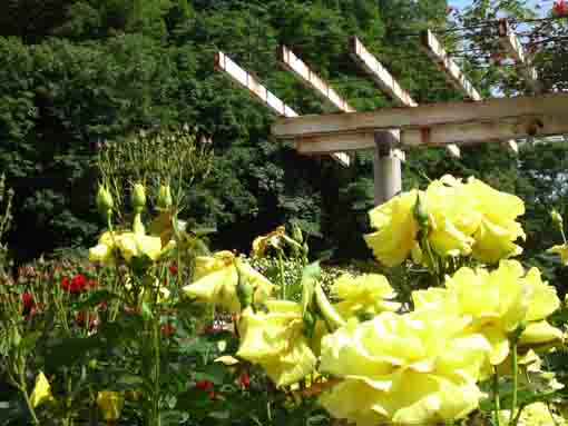 大町自然観察園の黄色のバラ