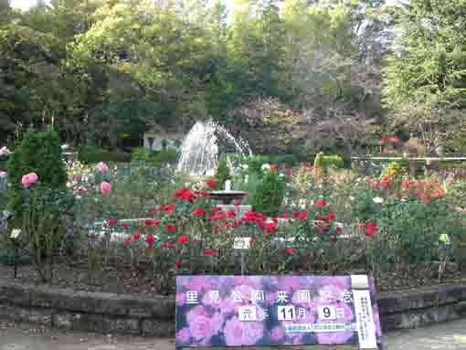 令和元年里見公園に咲く秋のバラ�@