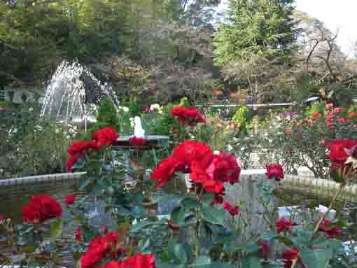 里見公園の秋の赤いバラ