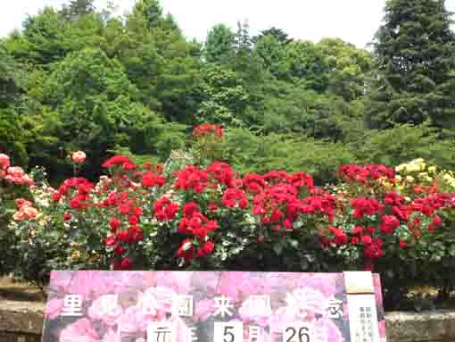 里見公園のバラ祭りの看板