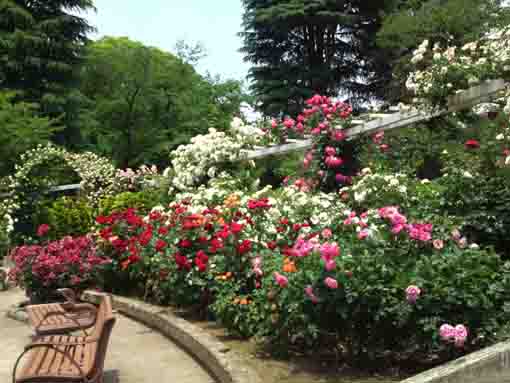 里見公園東のバラの花の段