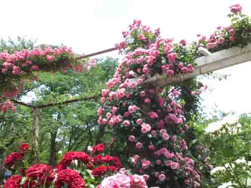 里見公園のピンクのバラの門