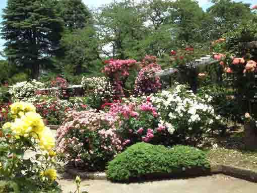 里見公園のバラ園に咲く色とりどりのバラの花