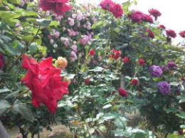 鹿骨花公園に咲く色とりどりのバラの花