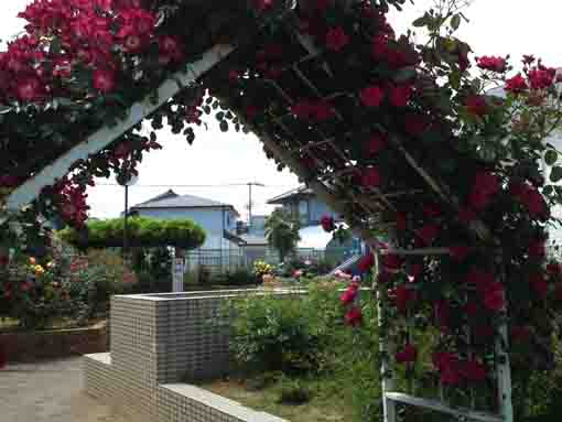 鹿骨花公園の赤いバラの門近景