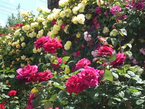 pink and yellow roses in Shishibone Koen