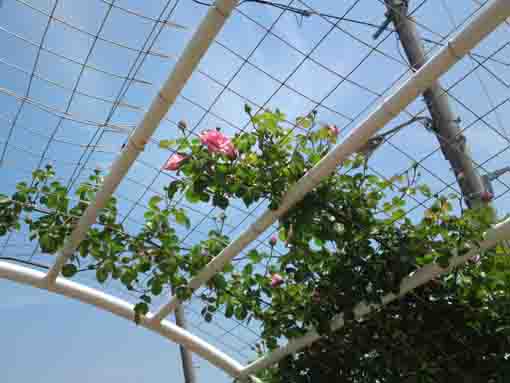 an arch with pink roses in the park