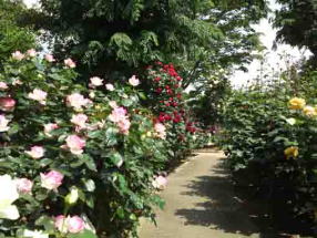 a small path extending in the rose garden