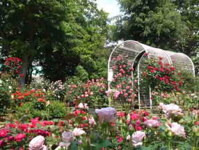 roses blooming fully in Suwada Park