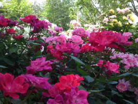 pink and violet roses in Suwada Park