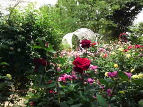 red roses in front of the tunnel