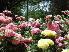 yellow and pink roses in Suwada Park