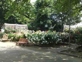 white roses behind the benches